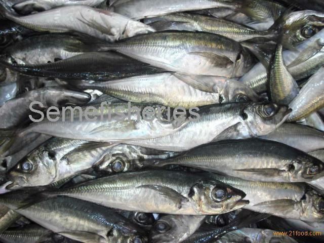 Atlantic horse mackerel ATLANTIC HORSE MACKEREL productsThailand ATLANTIC HORSE MACKEREL