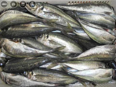 Atlantic horse mackerel Frozen Atlantic Horse Mackerel Fish Manufacturer amp Manufacturer from