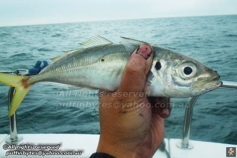 Atlantic horse mackerel Atlantic Horse Mackerel Trachurus trachurus Atlantic Hor Flickr