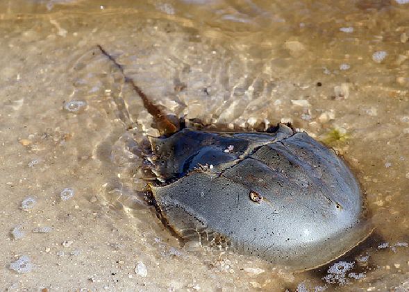 Atlantic horseshoe crab Horseshoe Crab Limulus