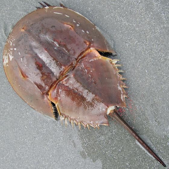 Atlantic horseshoe crab Atlantic horseshoe crab Limulus polyphemus BugGuideNet