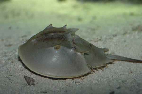 Atlantic horseshoe crab 5 Interesting Facts About Atlantic Horseshoe Crabs Hayden39s Animal