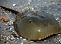 Atlantic horseshoe crab Aquarium of the Pacific Online Learning Center Atlantic