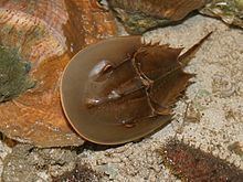 Atlantic horseshoe crab httpsuploadwikimediaorgwikipediacommonsthu