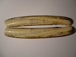 Atlantic jackknife clam creationwikiorgpoolimagesthumbdddAtlanticj