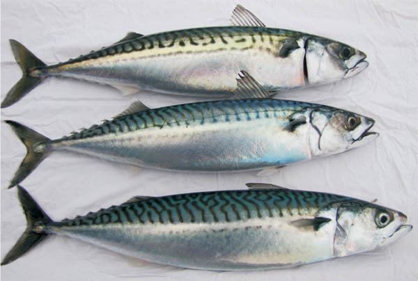 Atlantic mackerel Atlantic mackerel