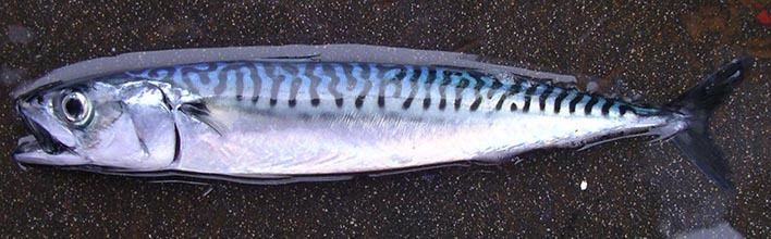 Atlantic mackerel Atlantic Mackerel