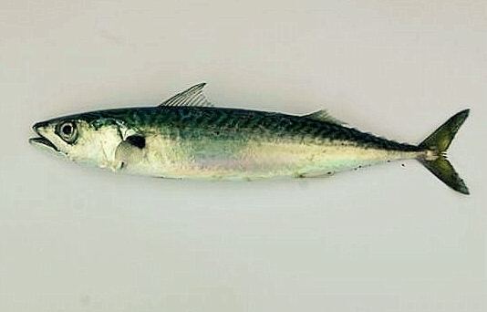 A mackerel.jpg