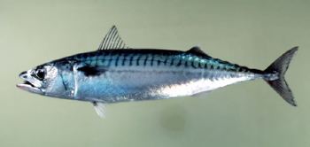 Atlantic mackerel Atlantic mackerel