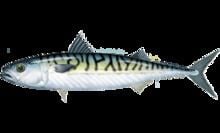 Atlantic mackerel httpsuploadwikimediaorgwikipediacommonsthu