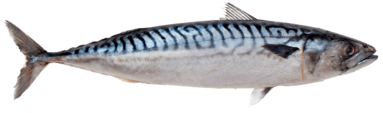 Atlantic mackerel Atlantic mackerel Shark Seafoods frozen seafood from Estonia