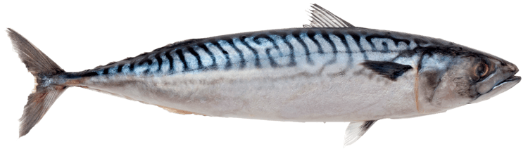 Sabiki Rigging Atlantic Mackerel [HD] 