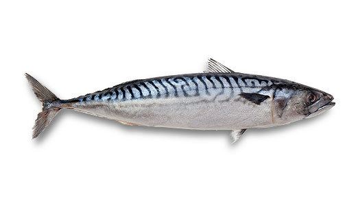 Atlantic mackerel Atlantic Mackerel