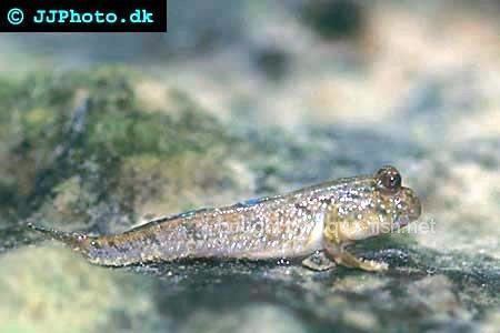Atlantic mudskipper Tips and forum on raising Atlantic mudskippers Periophthalmus barbarus