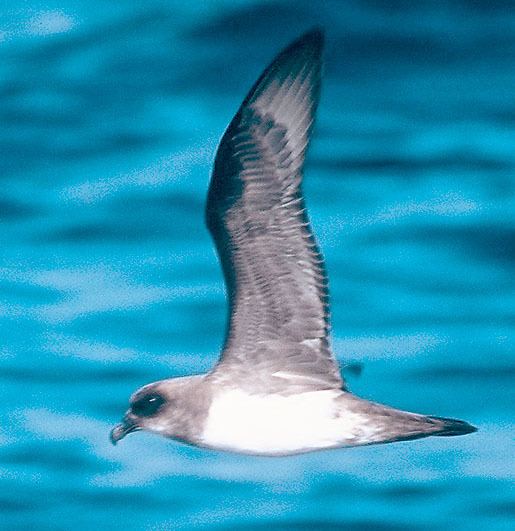 Atlantic petrel Annotated List of the Seabirds of the World Atlantic Petrel