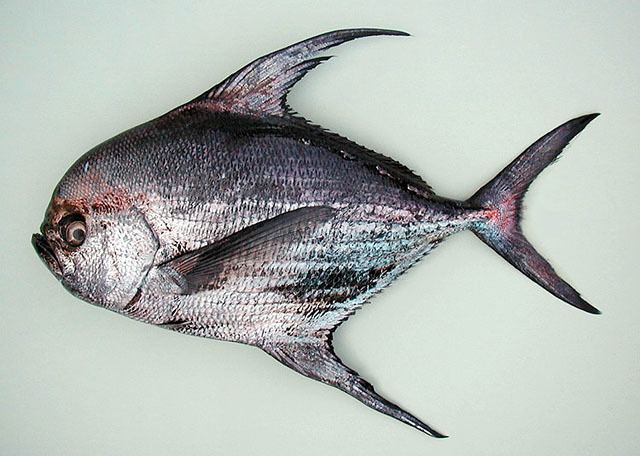 Atlantic pomfret Fish Identification