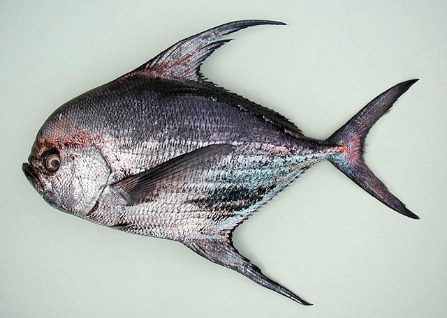 Atlantic pomfret - Alchetron, The Free Social Encyclopedia