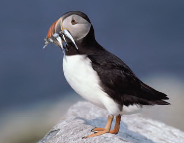 Atlantic puffin Animal Facts Atlantic Puffin Canadian Geographic