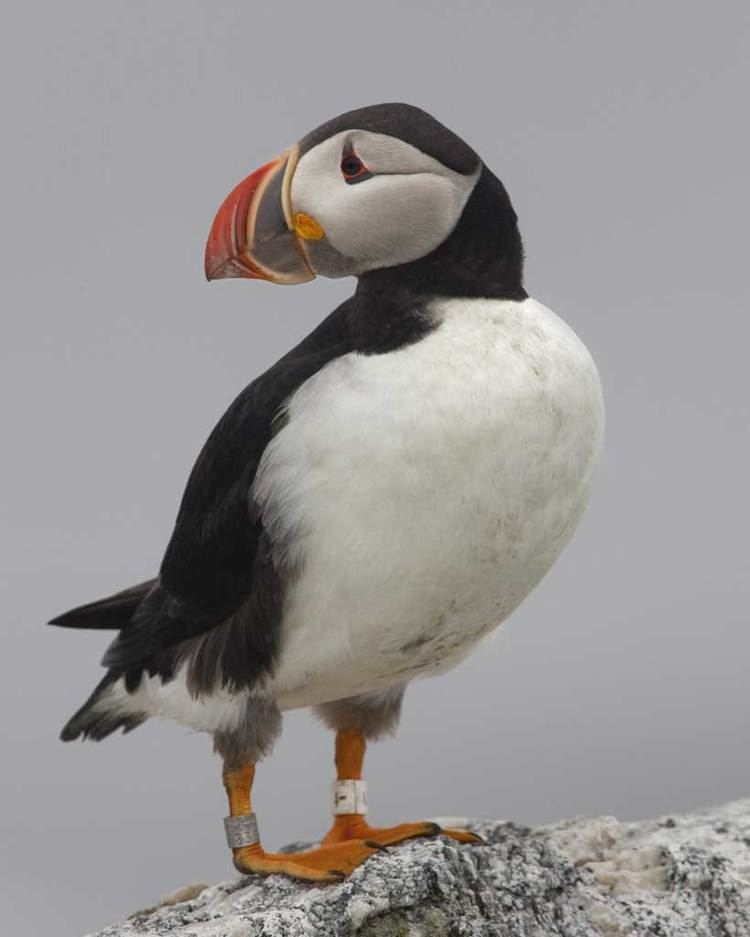 Atlantic puffin Atlantic Puffin Audubon Field Guide