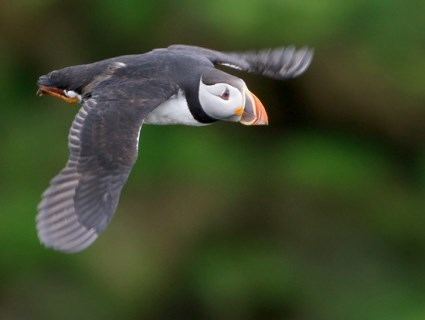 Atlantic puffin Atlantic Puffin Identification All About Birds Cornell Lab of