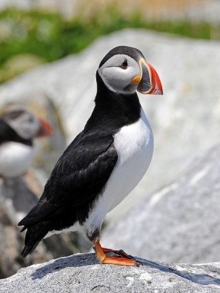 Atlantic puffin Atlantic Puffin Identification All About Birds Cornell Lab of
