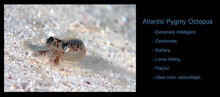 Atlantic pygmy octopus Pygmy Octopus Aquarium Pinterest Octopus