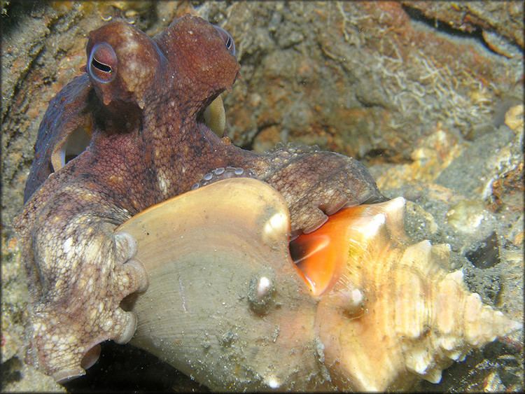 Atlantic pygmy octopus 6095jpg