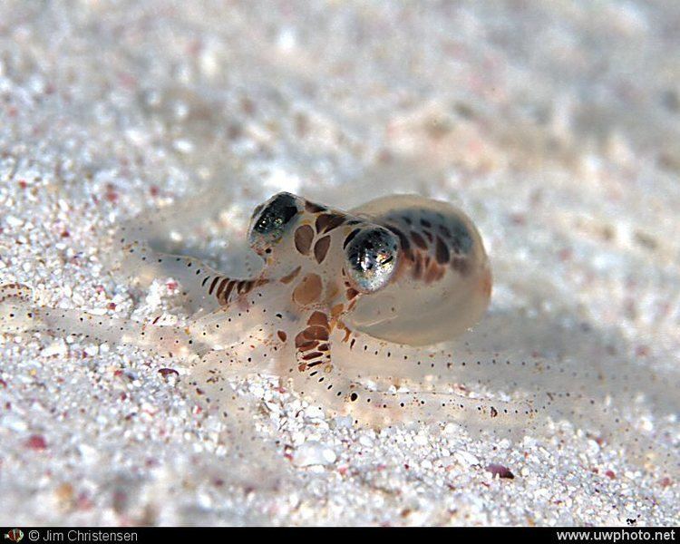 Atlantic pygmy octopus Atlantic Pygmy Octopus Octopus joubini