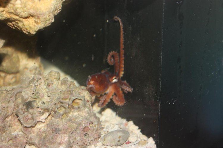 Atlantic pygmy octopus INVERT OF THE WEEK 42916 ATLANTIC PYGMY OCTOPUS REEF2REEF