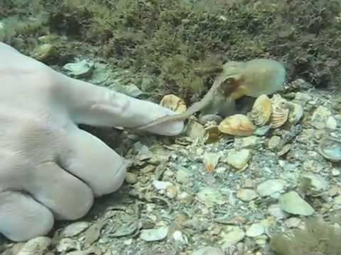 Atlantic pygmy octopus httpsiytimgcomvigxEVYvqQV10hqdefaultjpg
