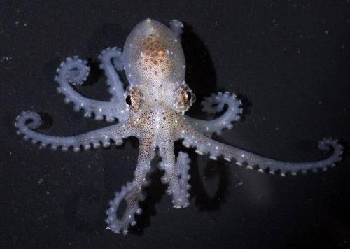 Atlantic pygmy octopus INVERT OF THE WEEK 42916 ATLANTIC PYGMY OCTOPUS REEF2REEF