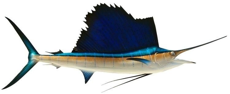 Atlantic sailfish wwwkingsailfishmountscom72inchSailfishAtlant