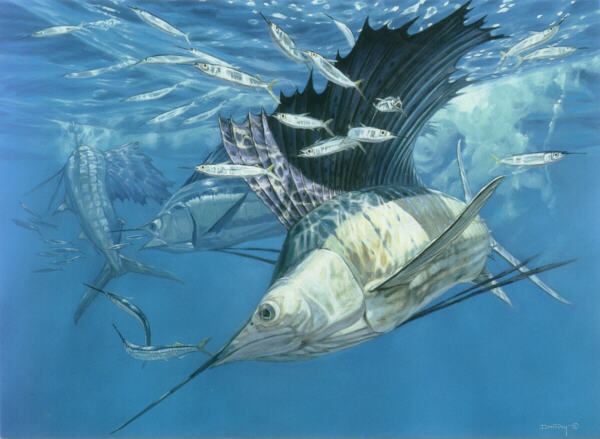 Atlantic sailfish Atlantic Sailfish