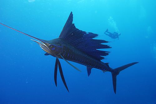 Atlantic sailfish Atlantic Sailfish State Saltwater Fish State Symbols USA