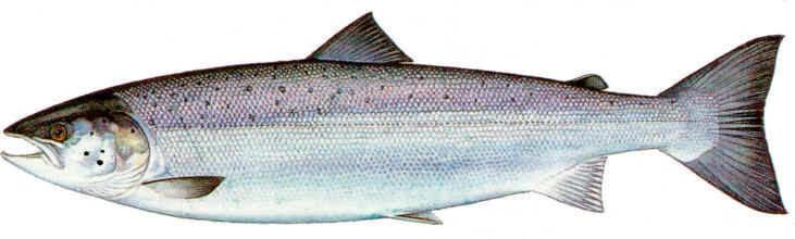 Atlantic salmon Fisheries and Oceans Canada Pacific Region Atlantic Salmon Watch