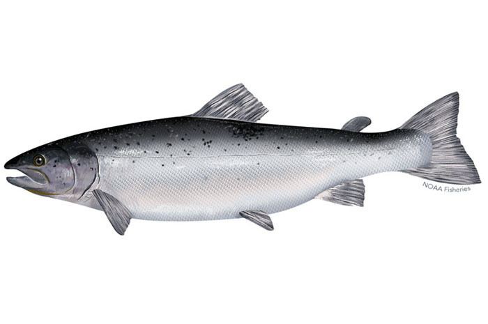 Atlantic salmon Species in the Spotlight Atlantic Salmon NOAA Fisheries