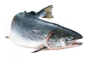 Atlantic salmon wwwalternetorgsitesdefaultfilesstylesstory