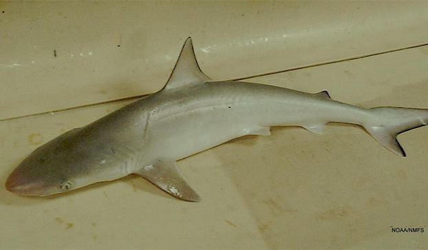 Atlantic sharpnose shark Atlantic Sharpnose Shark Shark Week Discovery