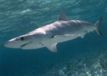 Atlantic sharpnose shark newbrunswicknetnewbrunswicksharksspeciespic