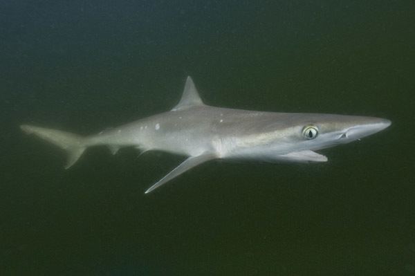 Atlantic sharpnose shark Atlantic Sharpnose Shark