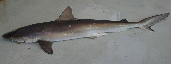 Atlantic sharpnose shark Species Identification Family Carcharhinidae Atlantic