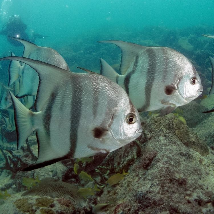 Atlantic spadefish httpsuploadwikimediaorgwikipediacommons55