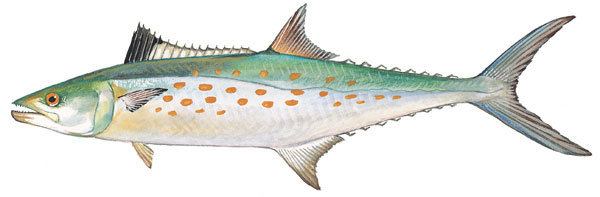 Atlantic Spanish mackerel SCDNR Marine Species Spanish Mackerel