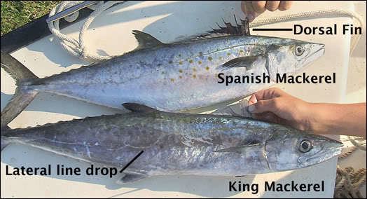 Atlantic Spanish mackerel Know Your Mackerel For Shore Fishing