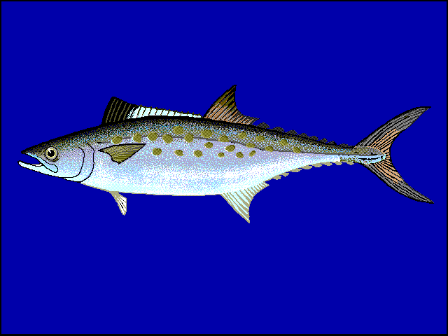 Atlantic Spanish mackerel Atlantic Spanish Mackerel Scomberomorus maculates Fish