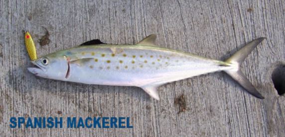 Image result for tiny spanish mackerel