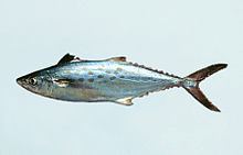 Atlantic Spanish mackerel httpsuploadwikimediaorgwikipediacommonsthu