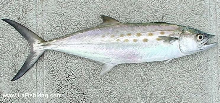 Atlantic Spanish mackerel Exotics of The NY Bight
