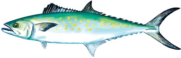 Atlantic Spanish mackerel Spanish Mackerel Seafood Products Buy quotFresh From Florida