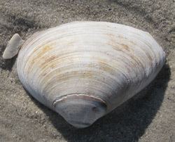 Atlantic surf clam Beachcombing Shells and other Flotsam
